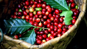 Giá nông sản hôm nay (08/1): Cà phê níu giá đà giảm trượt dài, hồ tiêu nắm lợi thế mở biên