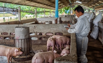 Giá heo hơi hôm nay 08/1 tiếp đà giảm, dịch bệnh gia tăng cơ hội xuất biên càng khó