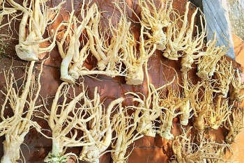 Lọa củ là “sâm của người nghèo” làm mứt ăn “bao ngon”, giá lên đến tiền triệu mỗi kg