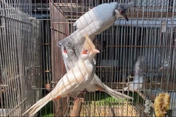 Chuyện về những người trót si mê chim đột biến và cái kết