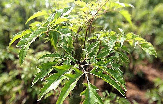 Cây đinh lăng thường được lấy lá để sử dụng ăn cùng với món gỏi cá