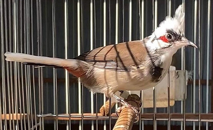 Đến nay Thanh Tùng Farm đã bán được khoảng 200 cặp chim đột biến sinh sản.