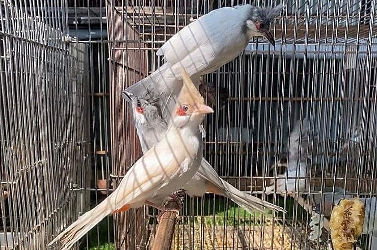 Có những người sẵn sàng dấn thân đánh đổi cả sự nghiệp với loài chim đột biến độc lạ này.