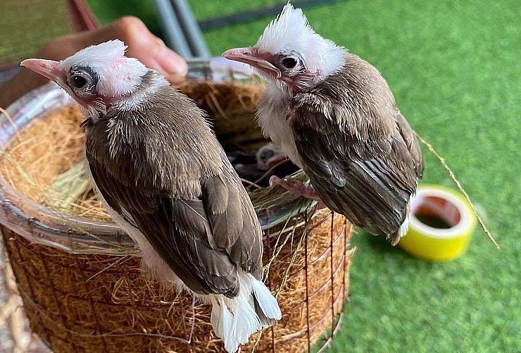 Vừa mua bán chim bố mẹ, anh Tùng vừa tập trung nuôi chim đột biến sinh sản.