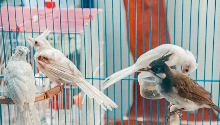 Sở hữu những chú chim đột biến trị giá nhưng dù giá nào cũng không bán.