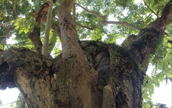 Chiêm ngưỡng 'khối vàng’ sưa cổ thụ hàng ngày phơi sương nắng ở thủ đô