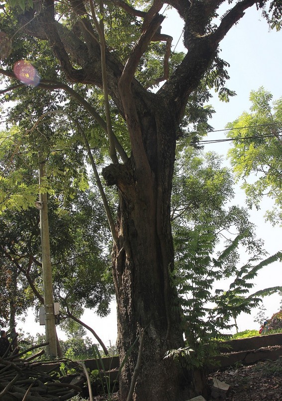 Cây sưa cổ thụ nhất được ước tính hơn 100 năm tuổi nằm ngay trước đình.