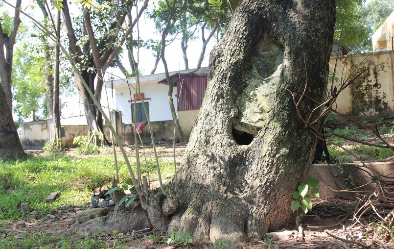 Cây sưa cổ thụ có đường kính hơn 1m, cỡ hai vòng tay người lớn, cao khoảng 15m.