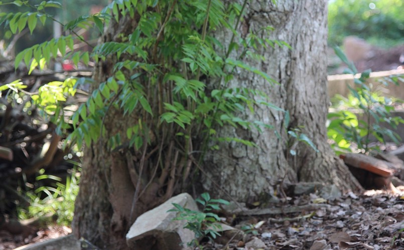 Cây sưa cổ thụ gốc sần sùi vì sương gió.