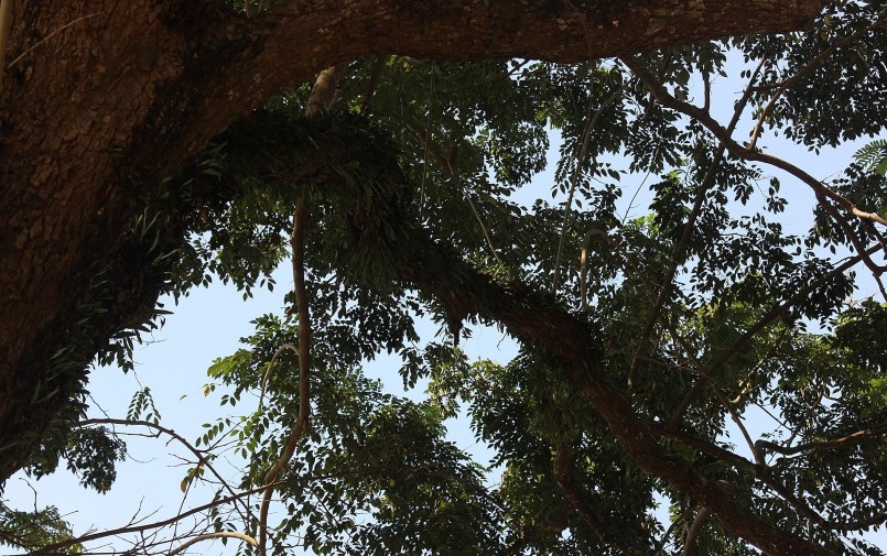 Lá của cây sưa cổ thụ vẫn xanh tốt.