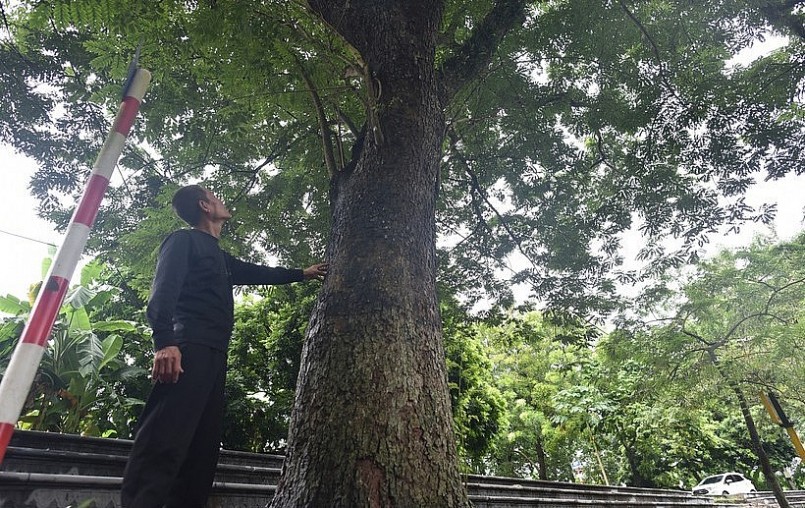 Cây sưa lớn nhất trong khuôn viên đình Quán Giá, từng được trả giá hơn 60 tỉ đồng.