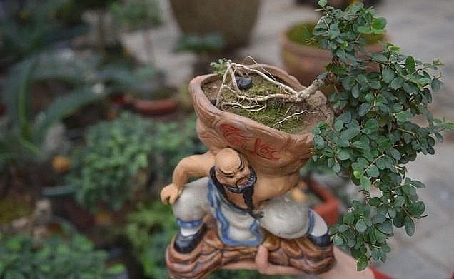 Năm nay, ngoài những cây vạn tuế bonsai, tại gian hàng còn có bày bán cây tùng, sam hoa tím...