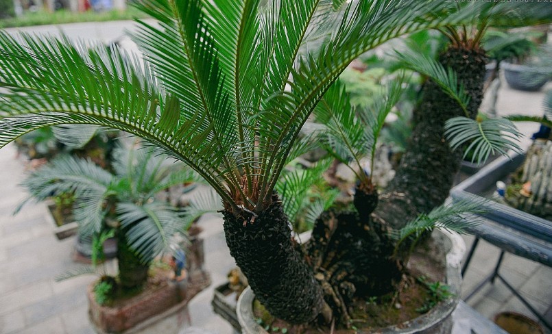 Chủ gian hàng cho biết, phải mất khoảng thời gian từ 5 - 10 năm mới tạo ra được một cây vạn tuế bonsai đẹp đưa ra thị trường.