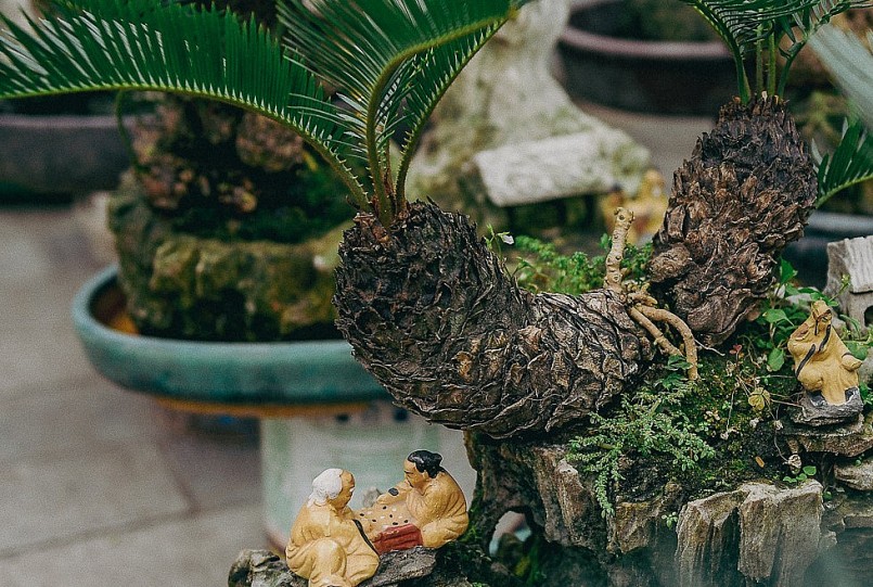 Vạn tuế bonsai có khả năng thích ứng cao với điều kiện ngoại cảnh, sức sống rất bền bỉ.