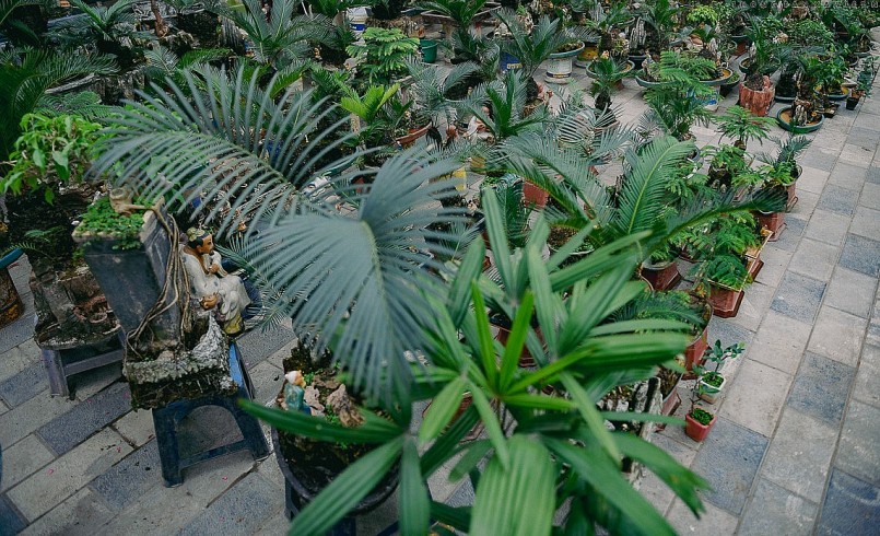 Vì thế giá cho mỗi chậu vạn tuế bonsai mini không hề rẻ, tuỳ theo kích thước và phần trang trí bổ sung, có thể từ vài triệu đồng đến hơn chục triệu đồng/chậu cây.