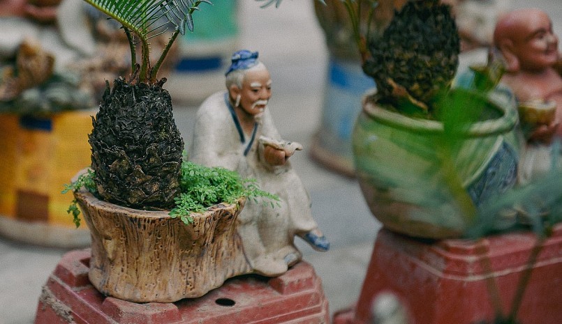 Do kích thước nhỏ, nên vạn tuế bonsai mini thích hợp với nhiều vị trí trong nhà.