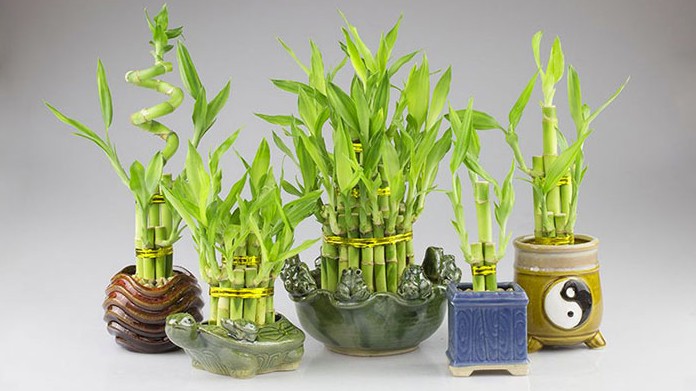 Cây phát tài hợp tuổi gì? Cách chọn cây phát tài theo phong thủy