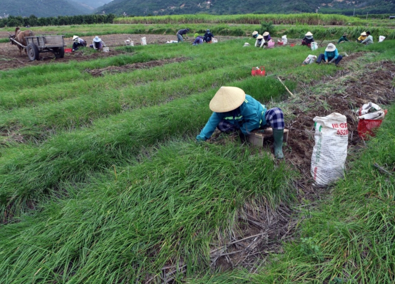 Nông dân hối hả thu hoạch kiệu vụ Tết