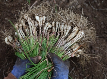 Trồng thứ củ Tết đến bán đắt như tôm tươi, giá 55.000 đồng/kg tiền tươi tại ruộng, nông dân vùng này ấm no