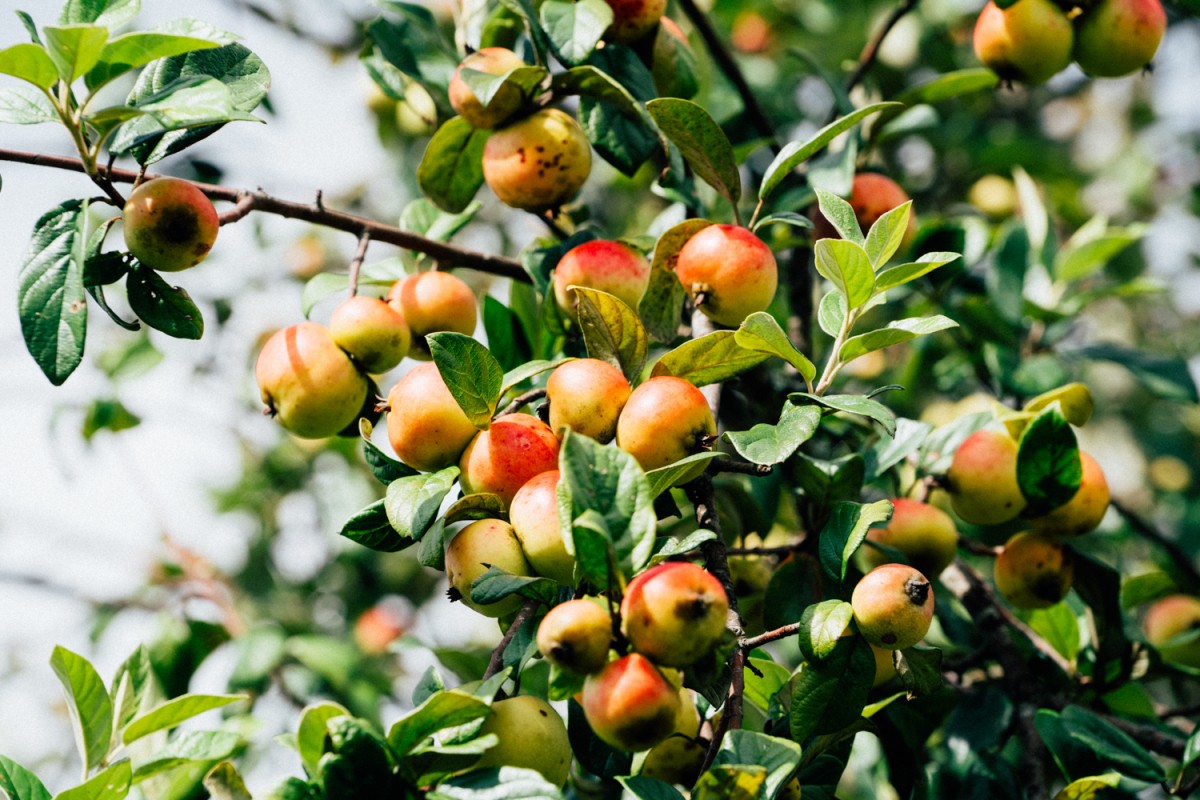 Thứ quả hay dùng ngâm rượu này còn có tác dụng giảm đường huyết rất tốt!