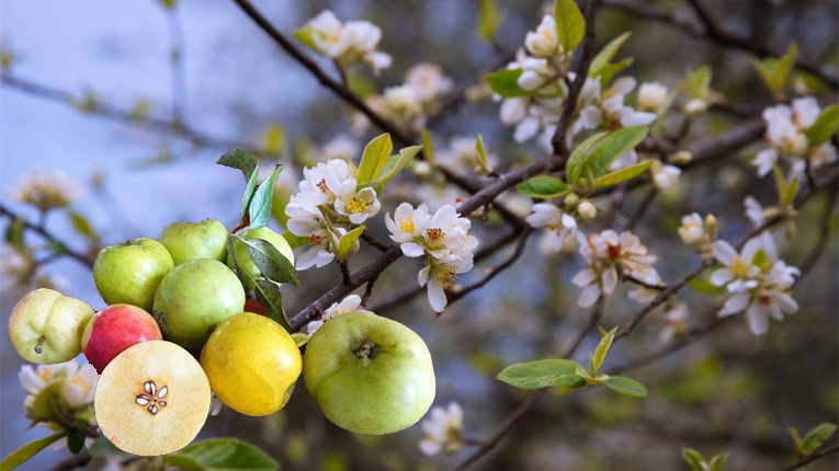 Thứ quả hay dùng ngâm rượu này còn có tác dụng giảm đường huyết rất tốt!