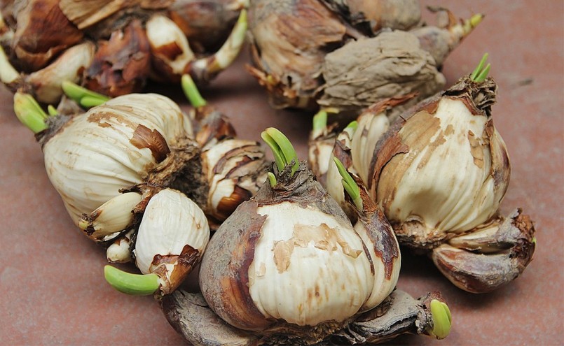 Loại củ bí ẩn giống hành tây lại là tuyệt phẩm hoa thủy tiên nhờ sự khéo léo của người yêu hoa.