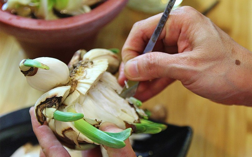 Gọt củ thuỷ tiên cần thật cẩn trọng, tránh làm tổn thương đến các đầu lá non.