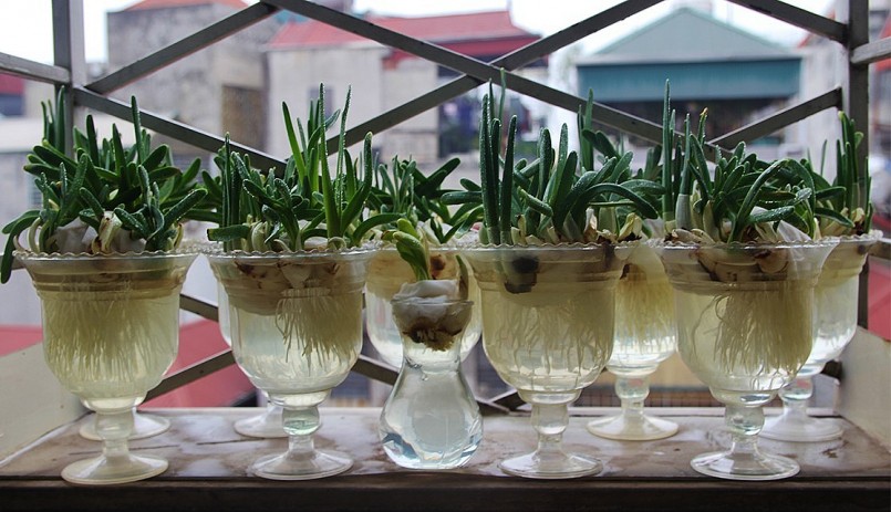 Củ hoa thuỷ tiên đẹp sở hữu phần rễ dài trắng muốt, lá xanh mềm mại, uốn lượn.