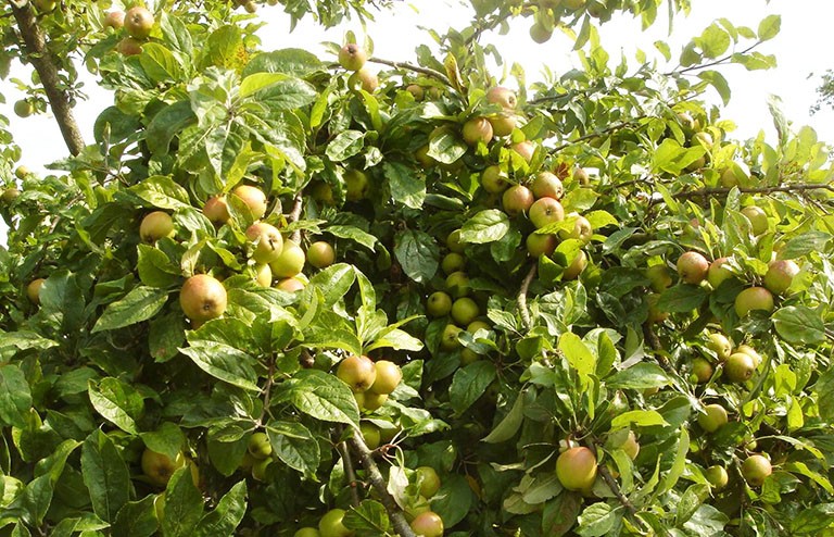 Thứ quả hay dùng ngâm rượu này còn có tác dụng giảm đường huyết rất tốt!