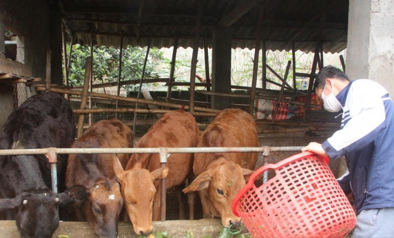 Nhiều gia đình buộc phải nuôi cầm chừng vì giá trâu bò giảm