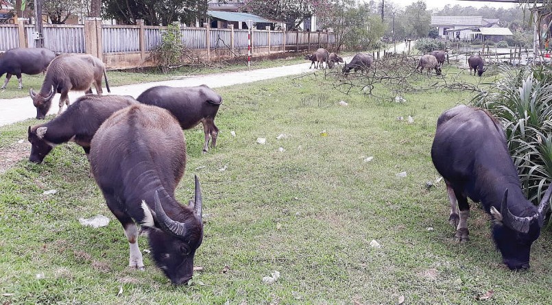 Đàn trâu ở Thừa Thiên Huế 