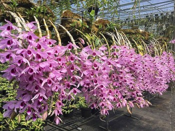 Dùng thứ nước “thần thánh” này tưới cho phong lan, cây suy dinh dưỡng cũng tươi tốt, hoa tuôn như suối quanh năm