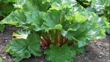 Cây đại hoàng: Thảo dược quý cho người bị bệnh tiêu hóa