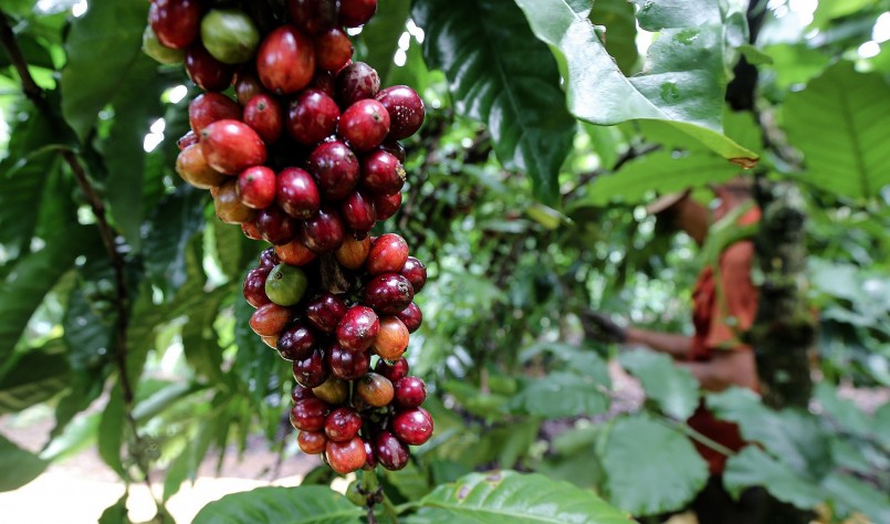 Thị trường nông sản hôm nay (09/1) giá cà phê tăng nhẹ. Thị trường nông sản hôm nay (09/1) giá cà phê tăng nhẹ.