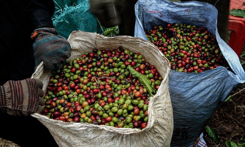 Giá cà phê hôm nay (09/1) phiên đầu tuần với xu hướng tăng nhẹ, phía trước còn khó khăn do nguồn cung tăng cao trong khi nhu cầu giảm sút. Giá cà phê hôm nay (09/1) phiên đầu tuần với xu hướng tăng nhẹ, phía trước còn khó khăn do nguồn cung tăng cao trong khi nhu cầu giảm sút.