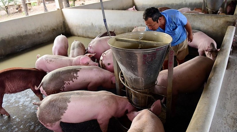 Giá heo hơi hôm nay (09/1) trầm lắng, thị trường heo hơi lộ rõ những diễn biến bất thường khi càng về áp Tết giá duy trì ở mức thấp thậm chí còn giảm nhẹ. Giá heo hơi hôm nay (09/1) trầm lắng, thị trường heo hơi lộ rõ những diễn biến bất thường khi càng về áp Tết giá duy trì ở mức thấp thậm chí còn giảm nhẹ.