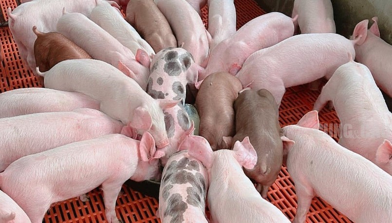 Giá heo hơi hôm nay đồng loạt đi ngang trên cả nước. Giá heo hơi hôm nay đồng loạt đi ngang trên cả nước.