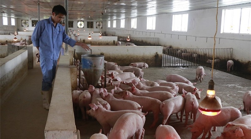 Giá heo hơi vẫn còn trầm lắng dù cơ hội xuất khẩu sẽ thuận lợi hơn trong thời gian tới. Giá heo hơi vẫn còn trầm lắng dù cơ hội xuất khẩu sẽ thuận lợi hơn trong thời gian tới.