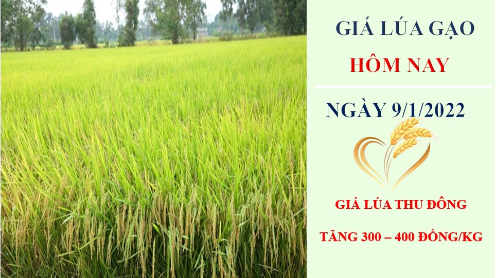 Giá lúa gạo hôm nay 9/1/2023: Giá lúa Thu Đông tăng 300 – 400 đồng/kg