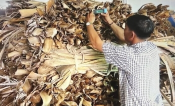 Trồng chuối xuất khẩu, nông dân tìm thấy 