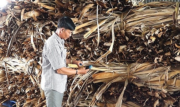 Ông Hùng kiểm tra bẹ chuối sấy khô trước khi xuất bán.