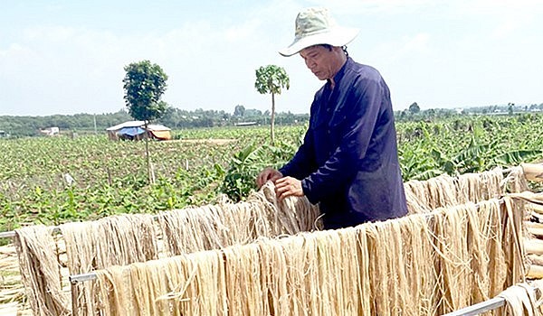 Bẹ chuối tách phơi khô làm ra sản phẩm xơ, sợi xuất khẩu.