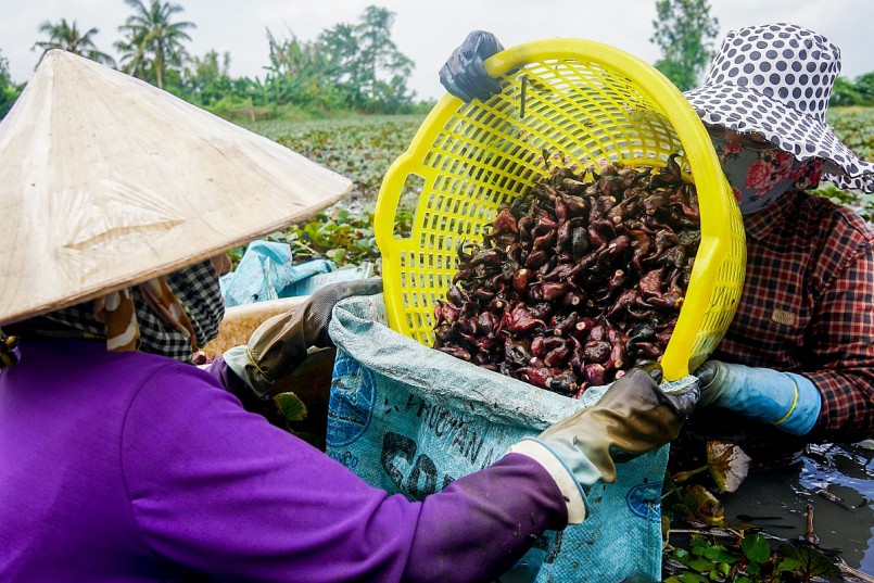 Thu hoạch củ ấu