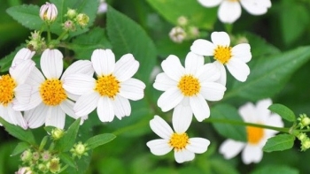 Thật không ngờ, loài hoa mọc dại này lại mang nhiều lợi ích cho sức khỏe đến vậy!