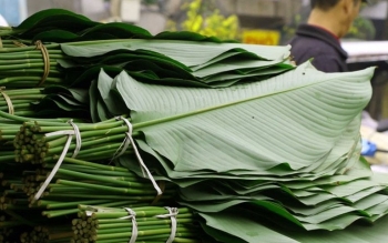 Không chỉ để gói mỗi bánh chưng, lá dong còn là vị thuốc trong Đông Y