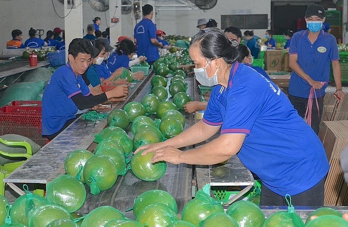 Cần áp dụng đồng bộ các tiến bộ kỹ thuật để nâng cao tỷ lệ bưởi da xanh đạt chuẩn xuất khẩu. Ảnh: Minh Đảm. Cần áp dụng đồng bộ các tiến bộ kỹ thuật để nâng cao tỷ lệ bưởi da xanh đạt chuẩn xuất khẩu. Ảnh: Minh Đảm.