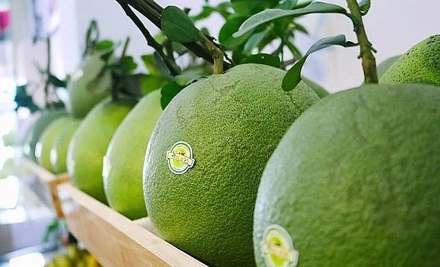 Bưởi da xanh xuất khẩu không chỉ đạt chuẩn về độ an toàn còn phải đạt về hình thức. Bưởi da xanh xuất khẩu không chỉ đạt chuẩn về độ an toàn còn phải đạt về hình thức.