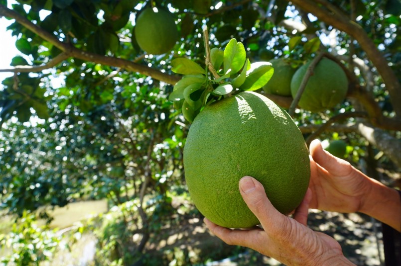 Bưởi da xanh xuất khẩu sang Mỹ đòi hỏi tiêu chuẩn rất khắt khe. Bưởi da xanh xuất khẩu sang Mỹ đòi hỏi tiêu chuẩn rất khắt khe.