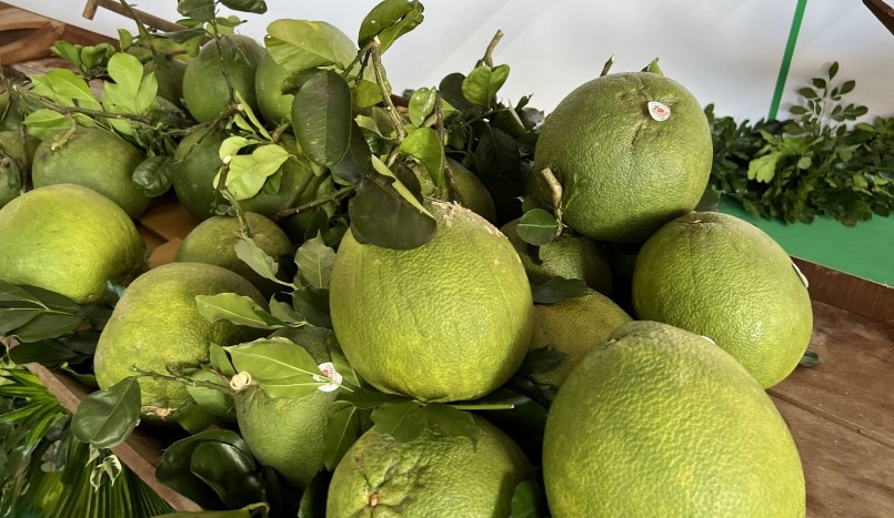 Bến Tre là tỉnh có lô bưởi da xanh đầu tiên xuất khẩu sang Mỹ. Bến Tre là tỉnh có lô bưởi da xanh đầu tiên xuất khẩu sang Mỹ.