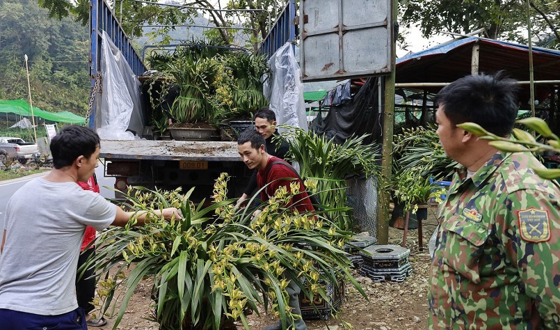 Vận chuyển lan Trần Mộng lên xe tải để cung cấp cho thị trường ngoại tỉnh.